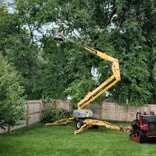 Best Root Management and Removal  in Sallisaw, OK