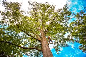 Best Firewood Processing and Delivery  in Sallisaw, OK