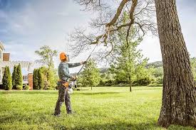 Best Tree Removal  in Sallisaw, OK