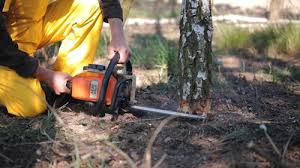 Best Tree Disease Treatment  in Sallisaw, OK