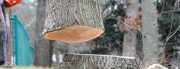 Best Tree Trimming and Pruning  in Sallisaw, OK