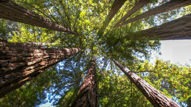 How Our Tree Care Process Works  in  Sallisaw, OK
