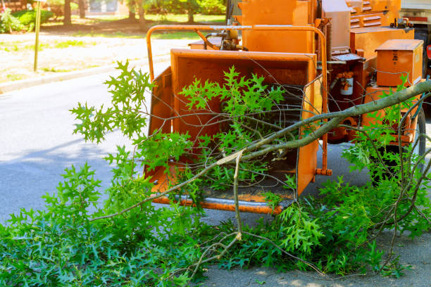  Sallisaw, OK Tree Services Pros