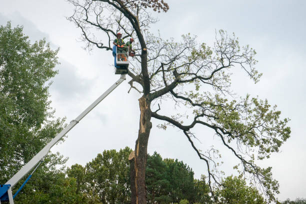 Best Hedge Trimming  in Sallisaw, OK