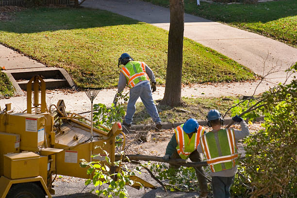 Best Storm Damage Tree Cleanup  in Sallisaw, OK
