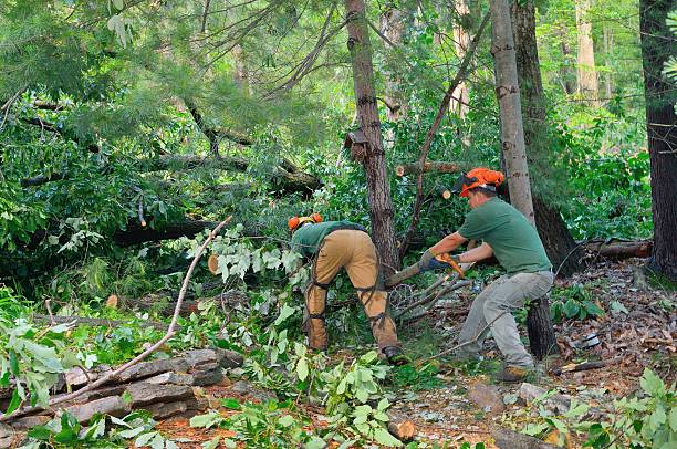 Best Lawn Maintenance Plans  in Sallisaw, OK