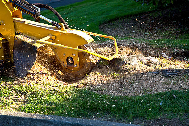 Lawn Pest Prevention in Sallisaw, OK