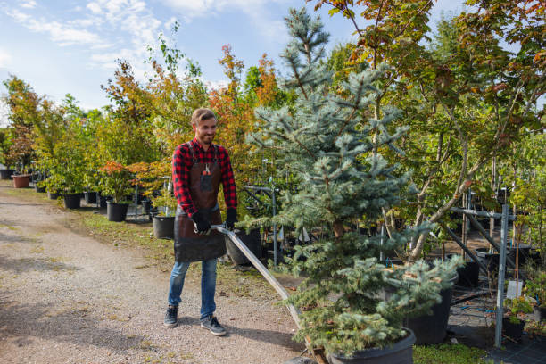 Best Emergency Tree Removal  in Sallisaw, OK